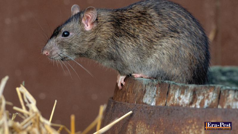 Tips Usir Tikus Untuk Cegah Hantavirus